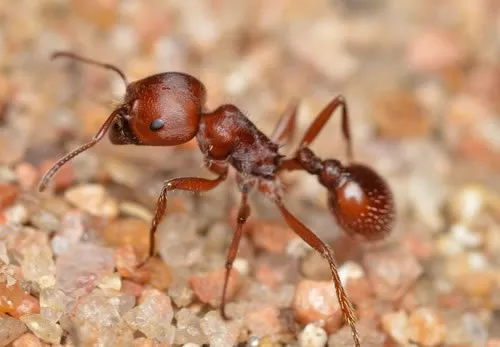 Hormiga Cosechadora